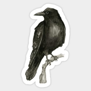 Raven drawing in washed ink Sticker